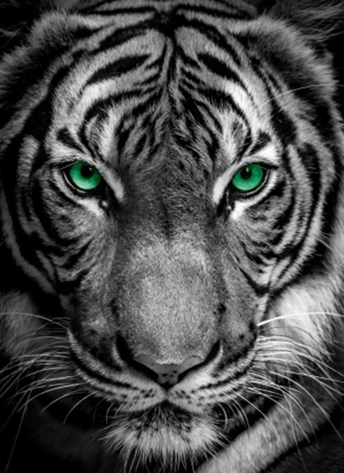 872b397d1e37ed522c0a1d2ab507c6cc7de12a57_387671 Alfombra TIGRE - Imagen 1