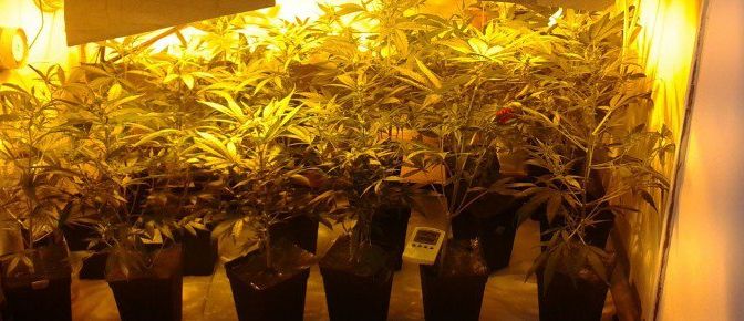 Armario Cultivo Casero: Consejos para instalar tu armario online 1 Armario Cultivo Casero: Consejos para instalar tu armario online